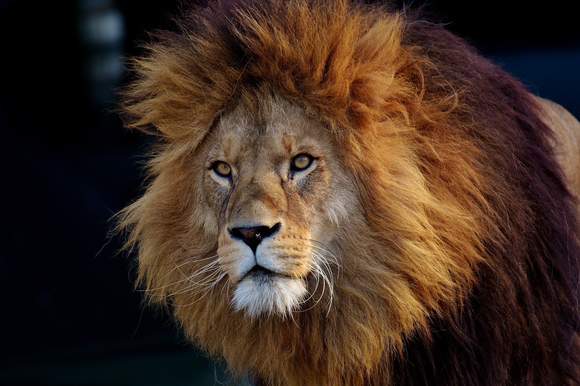 Définition Lion d'Afrique - Panthera leo - Lion, lion